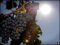 uvas
